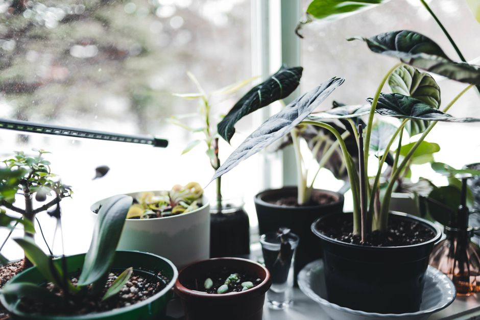 Plants on a sunlit windowsill
