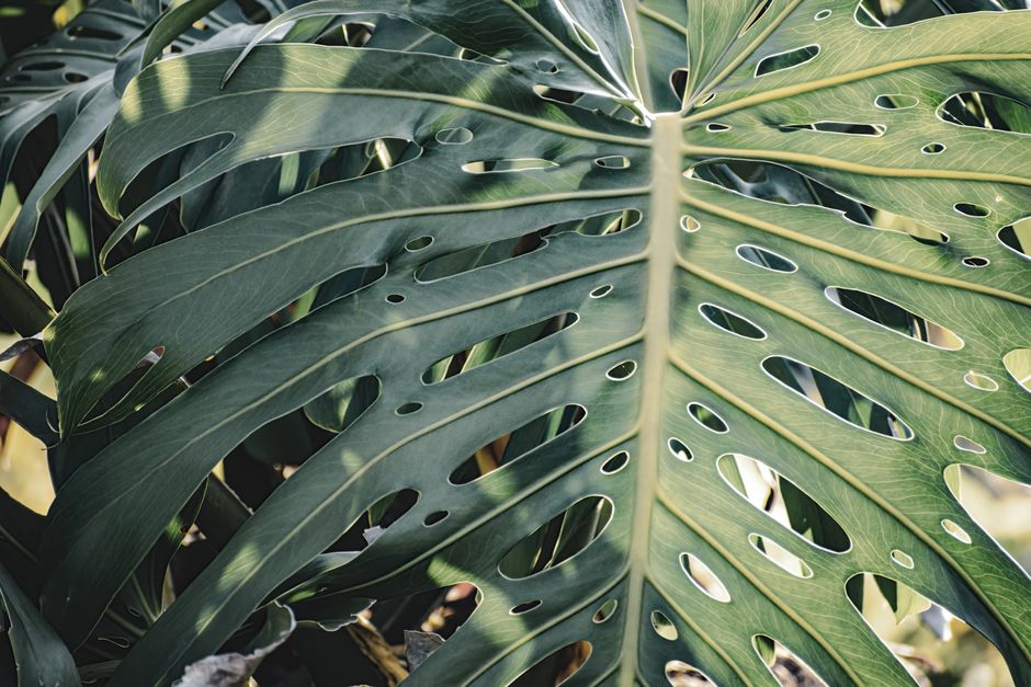A monstera leaf