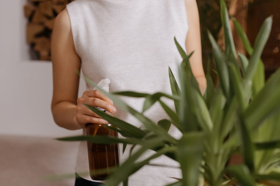 Watering a potted houseplant
